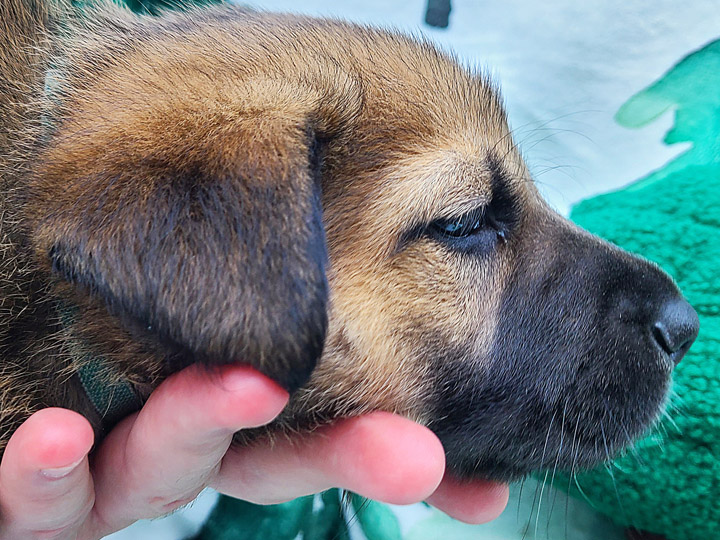 chinook puppy
